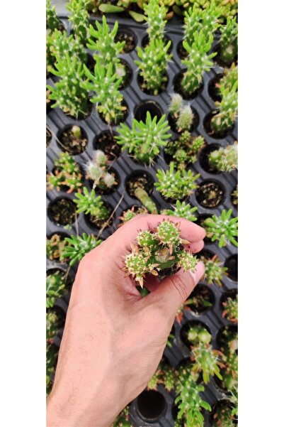 Ravza Çiçekçilik Oskaryum Opuntia Subulata Fidesi
