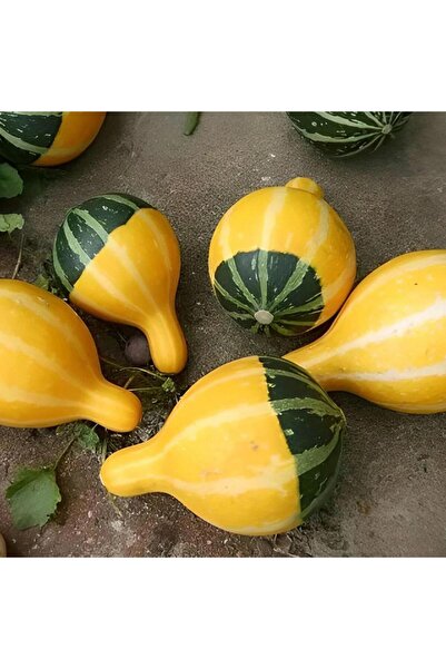 Ziraat Evim Süs Kabağı Tohumu 10 Adet