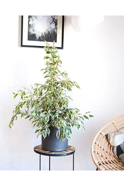 SYNETELLYA Ficus Benjamina Starlight Bitkisi Benjamin Çiçeği Beyaz Yapraklı 80-100 cm