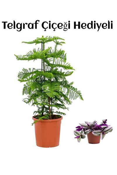 serada decor & plant Parlak Yapraklı Salon Çamı Anneler Gününe Özel Telgraf H...