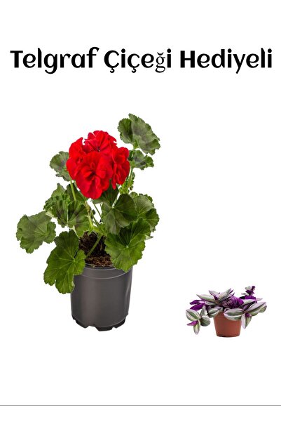 serada decor & plant Hediyelik Kırmızı Sardunya Fidanı Sevgililer Gününe Özel...