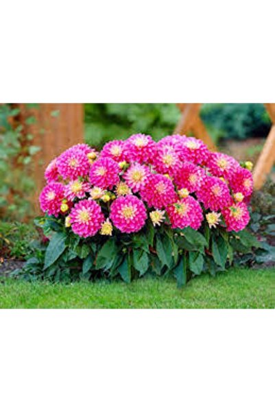 Köy Tohumları 50 Adet Tohum Organik Osmanlı Saray Bahçe Karışık Dehlia Çiçeği...