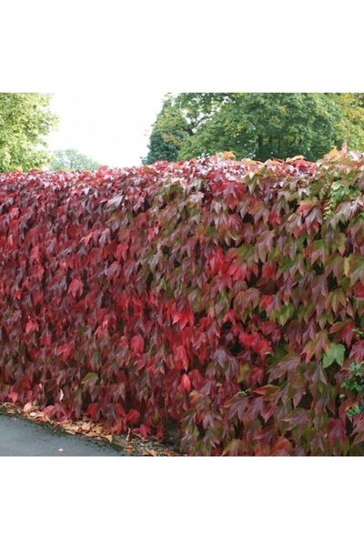 Köy Tohumları 100 Adet Tohum Nadir Kırmızı Kurtbağrı Villa Sarmaşık Tohumu Or...