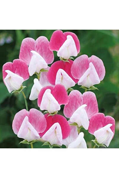 GARDENYA TOHUMCULUK 10 Adet Özel Renkli Itırşahi Çiçeği Tohumu