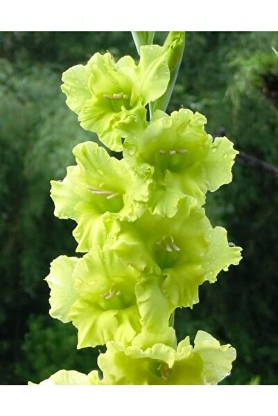 LOBELYA TOHUMCULUK Yeşil Renkli Glayör Çiçeği Soğanı 3 Adet