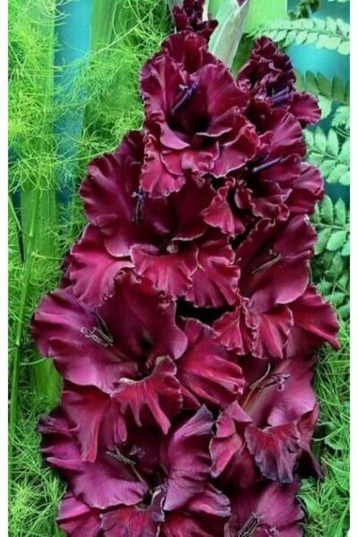 LOBELYA TOHUMCULUK Koyu Bodro Renkli Glayör Çiçeği Soğanı 3 Adet