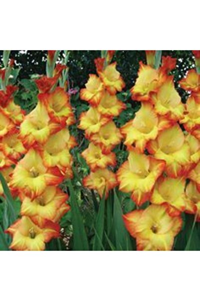 LOBELYA TOHUMCULUK Sarı Turuncu Kenarlı Glayör Çiçeği Soğanı 5 Adet