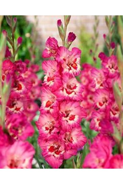 LOBELYA TOHUMCULUK Özel Pembe Renkli Glayör Çiçeği Soğanı 3 Adet