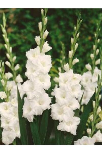 LOBELYA TOHUMCULUK Inci Beyaz Renkli Glayör Çiçeği Soğanı 3 Adet