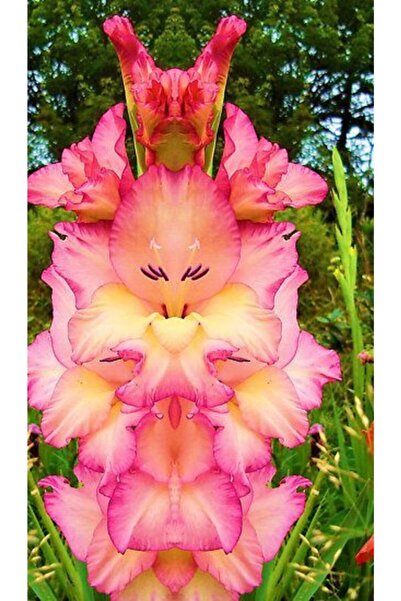 GARDENYA TOHUMCULUK 10 Adet Katlı Pembe Orkide Çiçek Tohumu