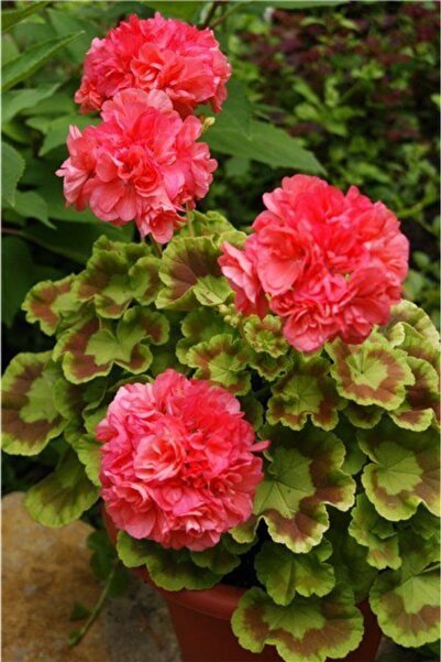 GARDENYA TOHUMCULUK 10 Adet Kırmızı Katmerli Sardunya Çiçek Tohumu