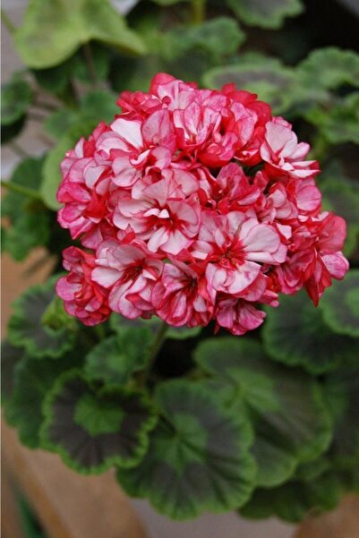 Genel Markalar Dünyam 10 Adet Iki Renk Sakız Sardunya Çiçek Tohumu