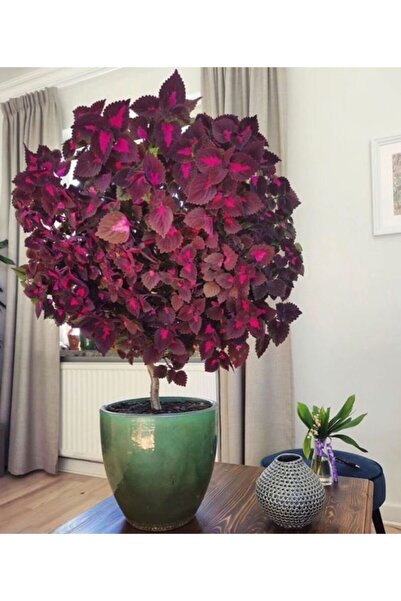 GARDENYA TOHUMCULUK 10 Adet Mürdüm Renk Kolyos Çiçek Tohumu