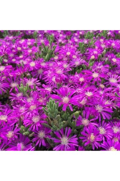 Çiçek sev Acem Halısı Çiçeği 10 Adet