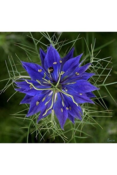 AGRODAL TARIM Çörekotu Çiçeği Tohumu