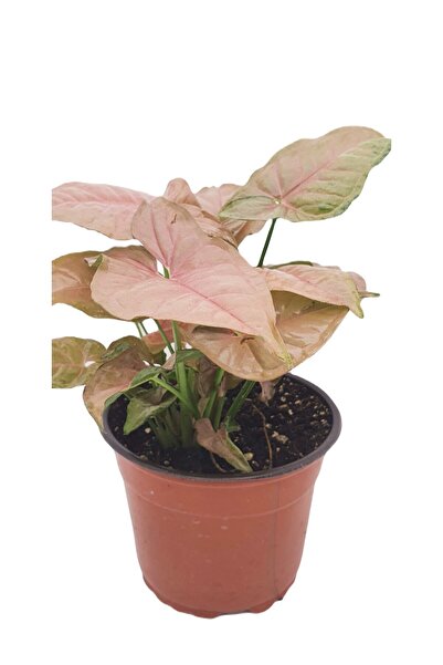 Anatolia - Syngonium Podophyllum 'neon Pink Robusta' | Melek Kanadı 12 Cm Ø H:25