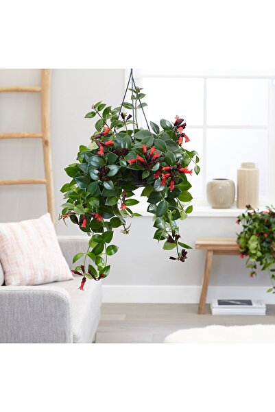SYNETELLYA Aeschynanthus Askılı Saksıda Ruj Çiçeği