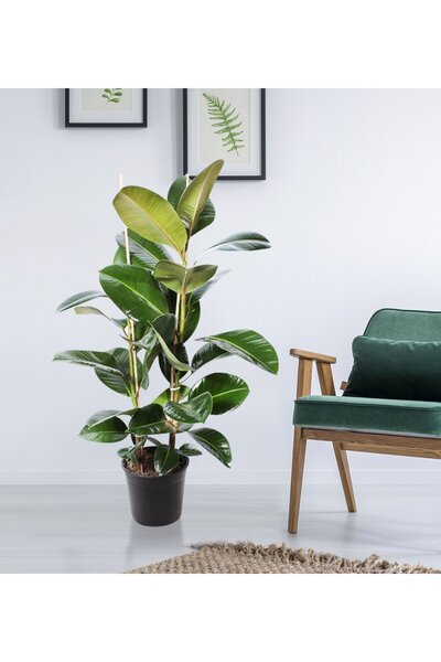 SYNETELLYA Çift Gövdeli Yeşil Kauçuk Bitkisi Ficus Elastica Çiçeği 80-100 cm