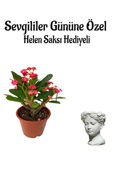 serada decor & plant Kadınlar Gününe Özel Kırmızı Renk Milli Diken-kaktüs Hel...