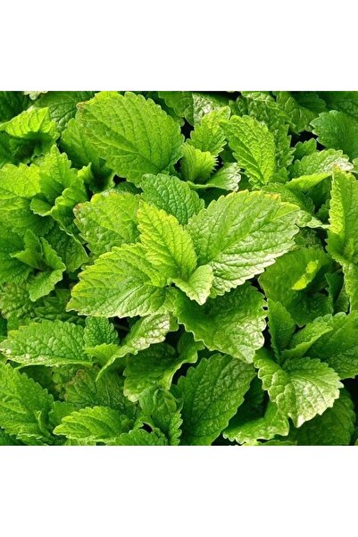 Ziraat Evim 50 Adet Melisa/limon Oğulotu Tohumu