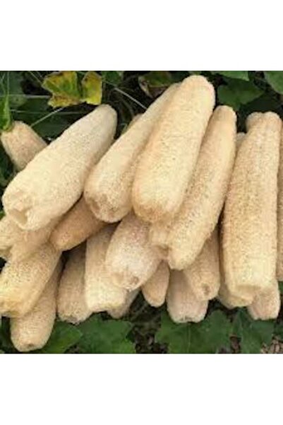 Köy Tohumları 100 Adet Tohum Organik Lif Sünger Kabağı Tohum Bulaşık Sünger L...