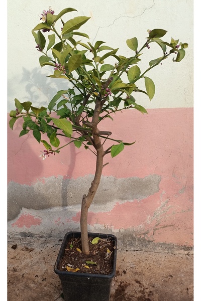 Uzunlar Fidancılık LİMON AĞACI BODUR MAYER SAKSILI ÇİÇEKLİ