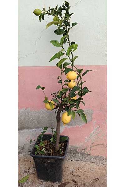 Uzunlar Fidancılık LİMON AĞACI SAKSILI MEYVELİ