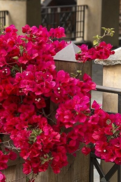 ÇİÇEKFLİX Aşılı kırmızı begonvil 23-24cm dikime hazır