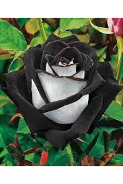 Köy Tohumları 5 Adet Tohum Nadir Siyah Beyaz Gül Tohumu Yeni Sezon Organik At...