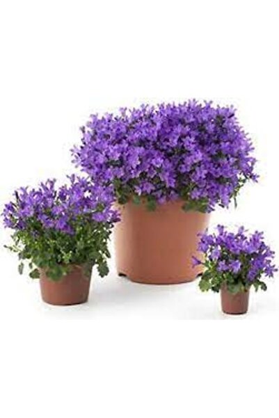 Köy Tohumları 20 Adet Tohum Nadir Kendi Güzel Çiçeği Tohumu Kedi Güzel Çiçeği...