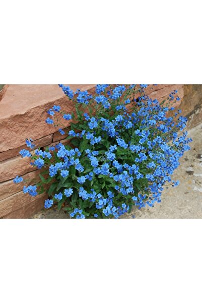 Köy Tohumları 20 Adet Tohum Nadir Bulunan Beni Unutma Çiçeği Tohumu Unutma Beni Çiçeği Tohum