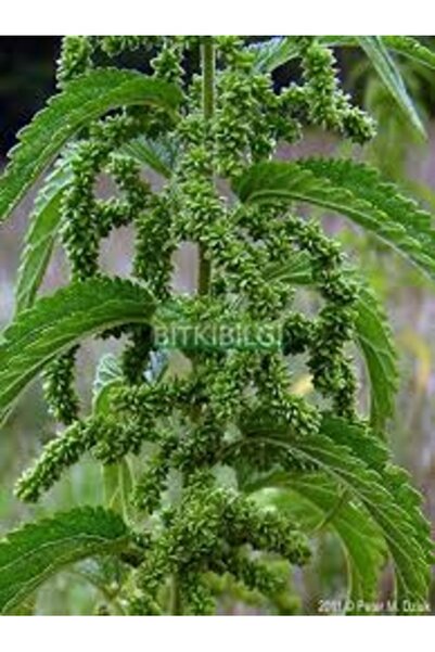 Köy Tohumları 30 Adet Tohum Süper Paket Isırgan Otu Tohumu Sürpriz Hediye Toh...