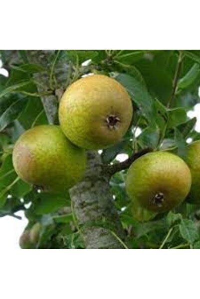 Köy Tohumları 10 Adet Tohum Nadir Dağ Armudu Tohumu Armut Tohumu Tamamen Doğa...