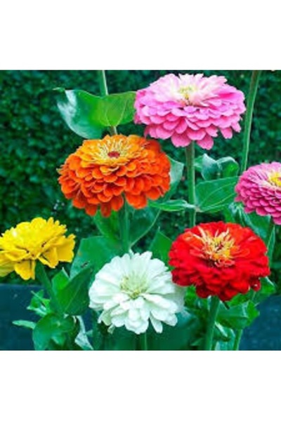 Köy Tohumları 20 Adet Tohum Nadir Zinna Çiçeği Tohumu Zinna Çiçek Tohumu Saks...