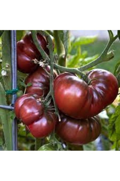 Köy Tohumları 100 Adet Tohum Organik Köy Oturak Karadeniz Domates Tohumu Hedi...