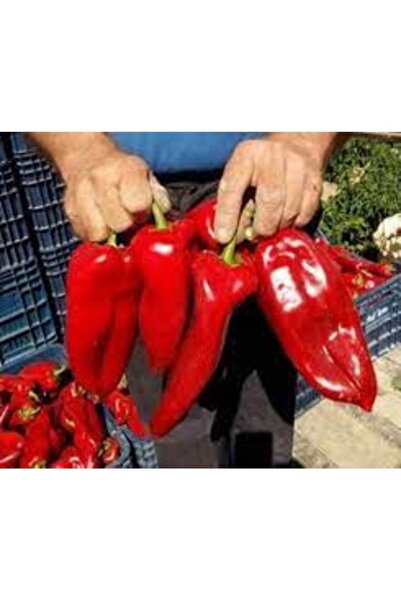 Köy Tohumları 100 Adet Tohum Nadir İri Muğla Közlemelik Kırmızı Biber Tohumu ...