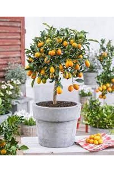 Köy Tohumları 5 Adet Tohum Nadir Kumkat Meyve Ağaç Tohumu Saksı Toprak Hediyemiz