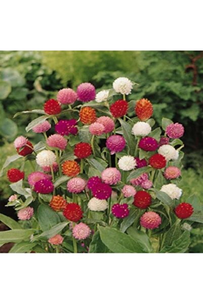 Köy Tohumları 20 Adet Tohum Karışık Medine Çiçeği Tohumu Hobi Balkon Çiçeklerik