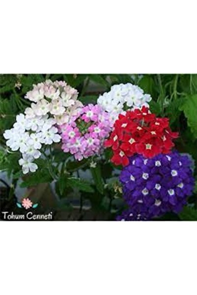 Köy Tohumları 10 Adet Tohum Nadir Karışık Renkli Ağaç Minesi Çiçeği Tohumu Sü...