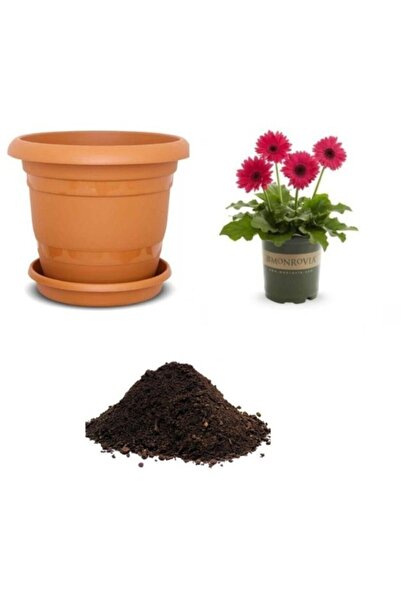 Köy Tohumları 20 Adet Tohum Nadir Kırmızı Gerbera Çiçeği Tohumu Saksı Toprak ...