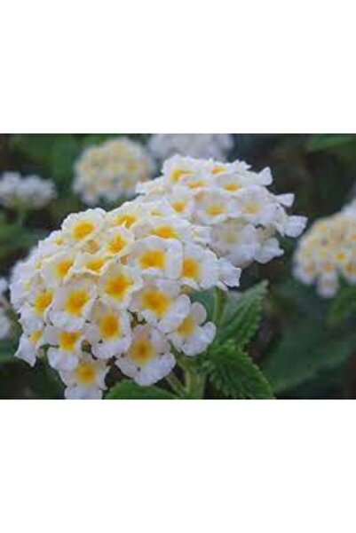 Köy Tohumları 20 Adet Tohum Nadir Bulunan Beyaz Ağaç Minesi Çiçeği Çiçek Saks...