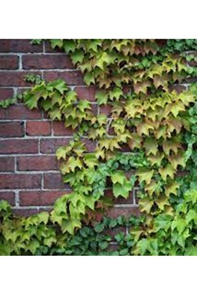 Köy Tohumları 100 Adet Tohum Organik Nadir Kaya Sarmaşık Tohumu Duvar Sarmaşı...