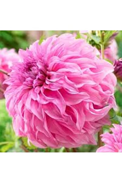 Köy Tohumları 20 Adet Tohum Nadir Pembe Dehlia Yıldız Çiçeği Mezar Kabir Çiçe...