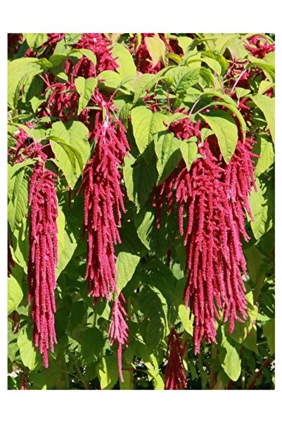 Köy Tohumları 20 Adet Tohum Nadir Kırmızı Tilki Kuyruğu Çiçeği Çiçek Tohumu H...