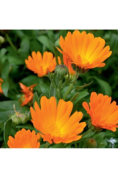 Köy Tohumları 10 Adet Tohum Nadir Portakal Nergizi Nergis Çiçeği Mezarlık Kab...