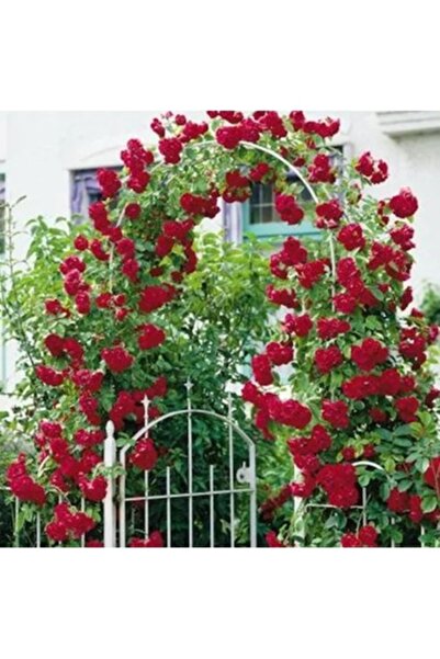 Köy Tohumları 10 Adet Tohum Kırmızı Sarmaşık Gül Tohumu Mezar Sarmaşığı Tohumvum