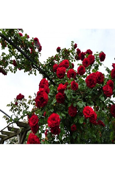 Köy Tohumları 5 Adet Tohum Nadir Kırmızı Sarmaşık Gül Tohumu Villa Sarmaşığı ...