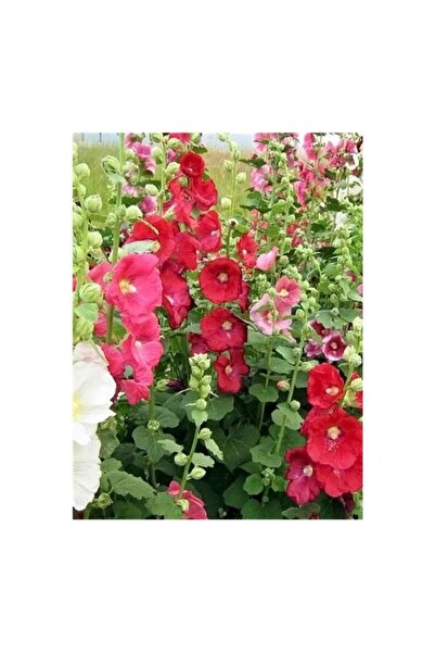 Köy Tohumları 50 Adet Tohum Nadir Hatmi Çiçeği Tohumu Saksı Toprak Hediyeli T...