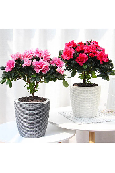 SYNETELLYA 2 Adet Rastgele Renk Açelya Bitkisi Azalea 30-40 cm