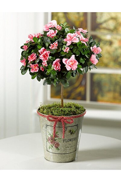 SYNETELLYA Baston Açelya Azalea 40-50 cm Sürpriz Renk